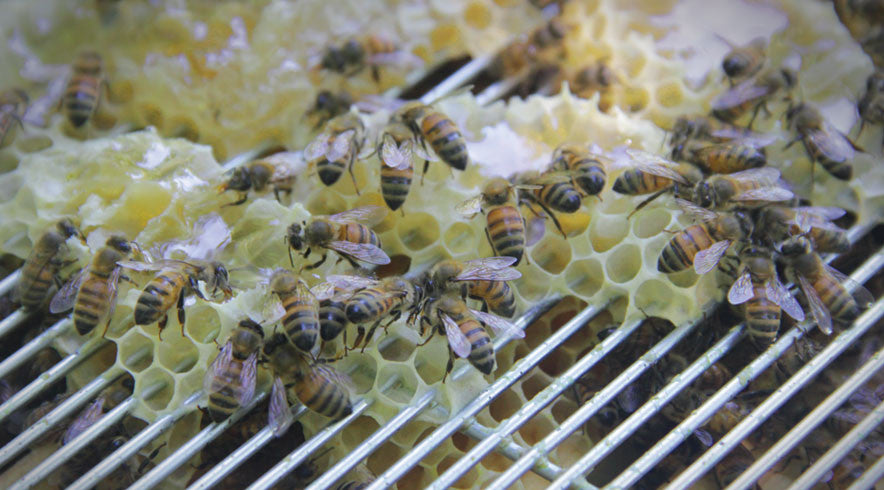 Pure Wildflower Honey Products