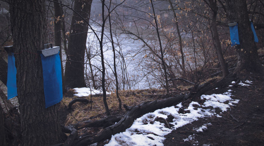 Blue Earth Valley Maple Syrup